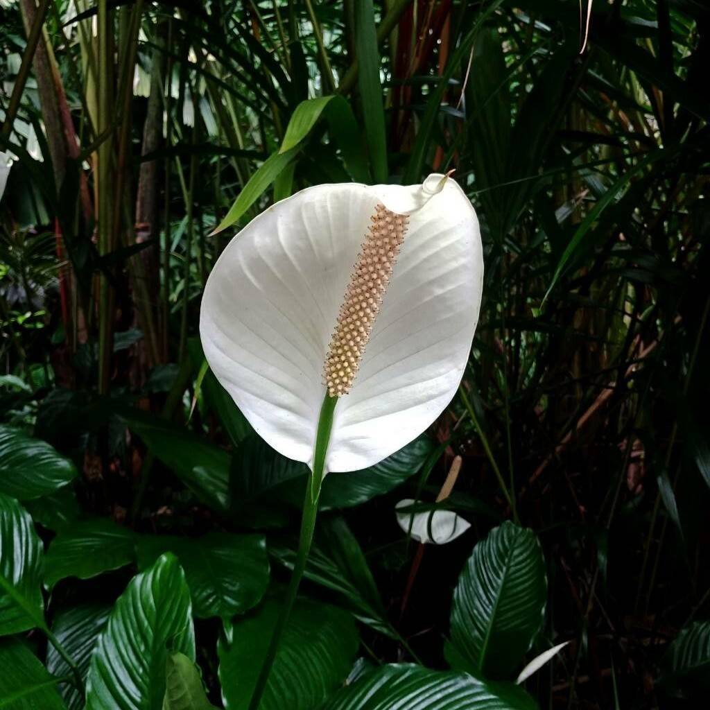 Fredslilje – Spathiphyllum wallisii